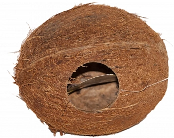 Кокос целый малый с отверстием, шт