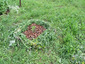 Шишки еловые (200-240 шт), 60 л