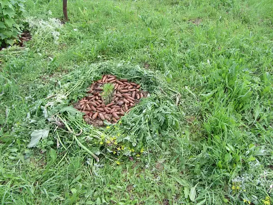 Шишки еловые (200-240 шт), 60 л