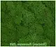 Мох стабилизированный №1 зеленая ель, 30*40 см, пак