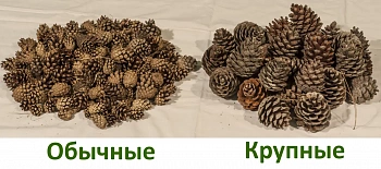 Шишки сосновые мелкие (600-800 шт), 60 л