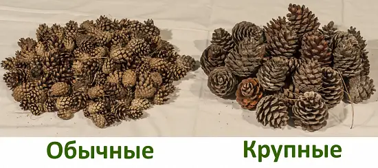 Шишки сосновые мелкие (600-800 шт), 60 л