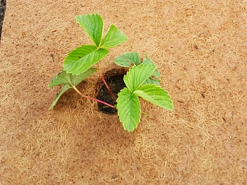 Nekura Укрытие кокосовое "Мульчаграм", 1  x  3 м, рул