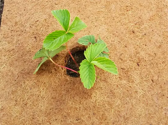 Nekura Укрытие кокосовое "Мульчаграм", 1  x  5 м, рул