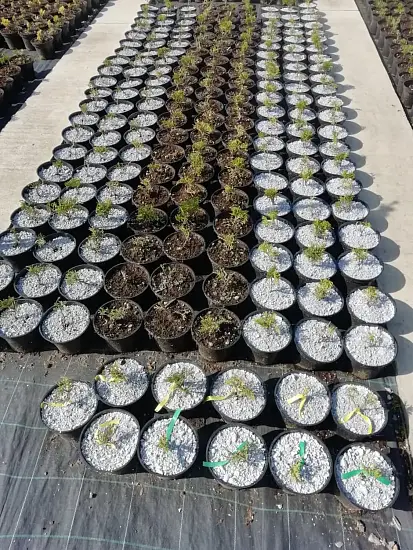 Мульча целлюлозная сырая, 30 л, 16 кг