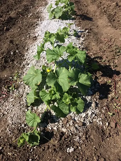 Мульча целлюлозная сырая, 30 л, 16 кг