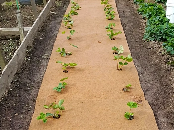 Nekura Укрытие кокосовое "Мульчаграм", 1  x  3 м, рул