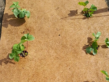 Nekura Укрытие кокосовое "Мульчаграм", 1  x  3 м, рул