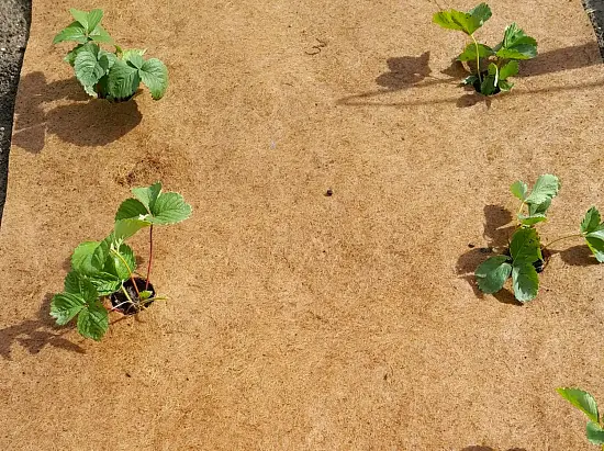 Nekura Укрытие кокосовое "Мульчаграм", 1  x  5 м, рул