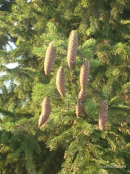 Шишки еловые (200-240 шт), 60 л