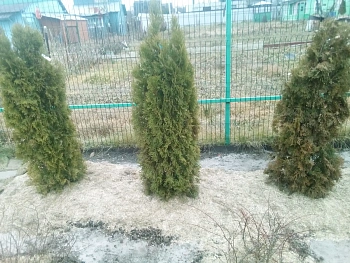 Костра льняная в брикетах, 18-22 кг