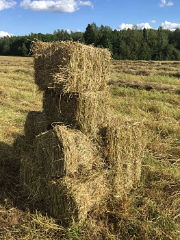 Сено луговое, тюк