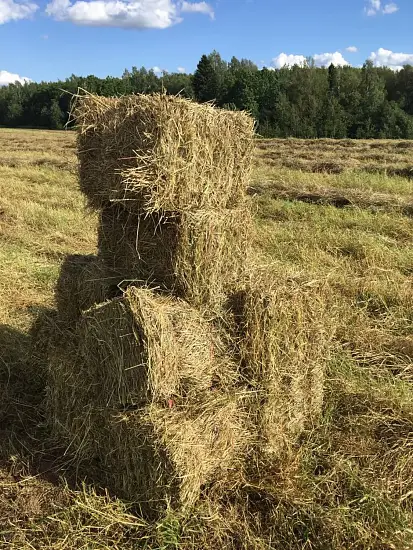Сено луговое, тюк