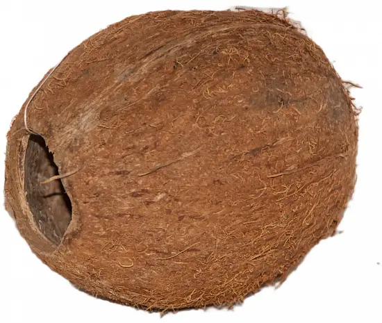 Кокос целый малый с отверстием, шт