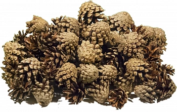 Шишки сосновые мелкие (600-800 шт), 60 л