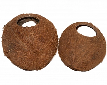 Кокос целый малый с отверстием, шт