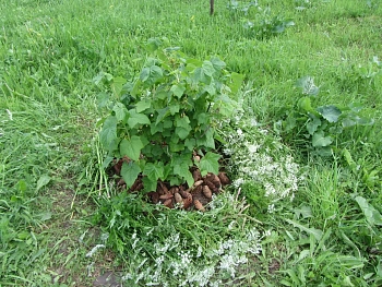 Шишки еловые (200-240 шт), 60 л