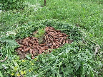 Шишки еловые (200-240 шт), 60 л