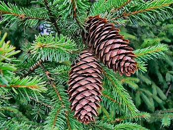 Шишки еловые (200-240 шт), 60 л