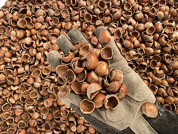 Скорлупа фундука (лесного ореха, лещины), 60 л