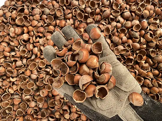 Скорлупа фундука (лесного ореха, лещины), 60 л