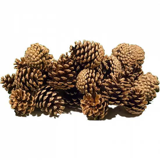 Шишка сосновая крупная поштучно, шт
