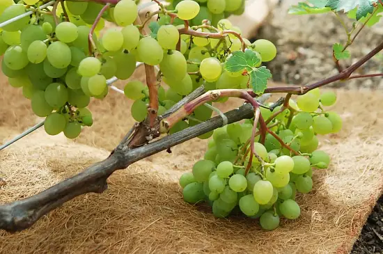 Nekura Укрытие кокосовое "Мульчаграм", 1  x  5 м, рул