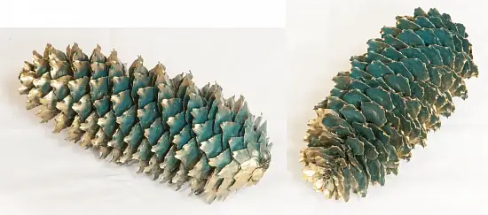 Шишка еловая поштучно, шт