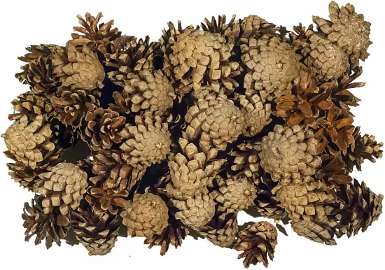 Шишки сосновые мелкие (600-800 шт), 60 л