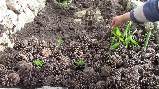 Шишки сосновые мелкие (600-800 шт), 60 л