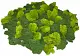 Мох стабилизированный №1 зеленая ель, 30*40 см, пак
