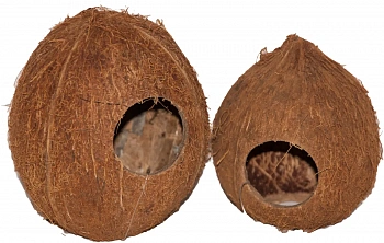 Кокос целый малый с отверстием, шт