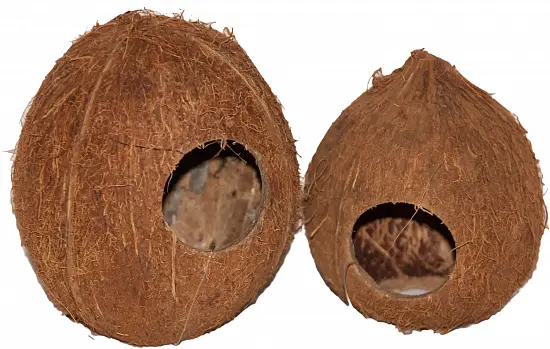 Кокос целый малый с отверстием, шт