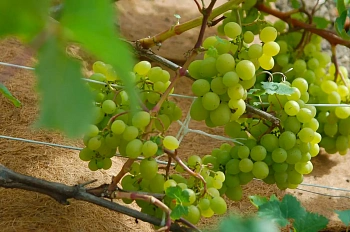 Nekura Укрытие кокосовое "Мульчаграм", 1  x  3 м, рул