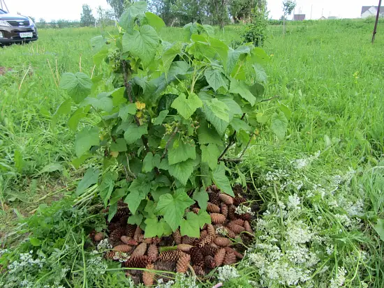 Шишки еловые (200-240 шт), 60 л