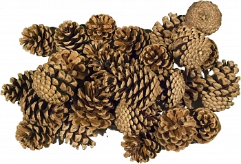 Шишки сосновые крупные (240-300 шт), 60 л
