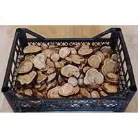 Спилы можжевельника для декора