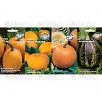 Семена тыквы, одной из полезнейших бахчевых культур - уже в продаже.