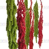 Стабилизированный амарант - долговечный натуральный материал для садового декора