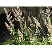 Мятлик луговой - газонная трава, которая подходит и для дерново-перегноной системы