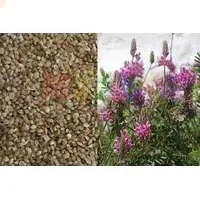 Эспарцет - эффективный сидерат