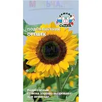 Подсолнечник - больше, чем украшение участка