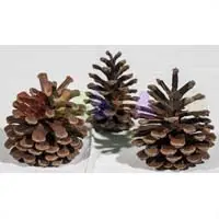 Крупные шишки для эстетичного мульчирования