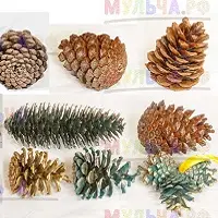 Сосновые и еловые шишки – не только материал для поделок в детском саду