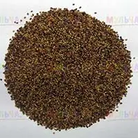 Обогатить почву азотом поможет сидерат красный клевер