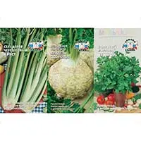 Сельдерей - целебная пряность