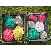 Окрашенный мох – новое слово в ландшафтном дизайне