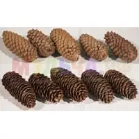 Еловые шишки – отличный материал для мульчи и декоративных поделок