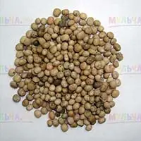 Люпин - неприхотливый сидерат оздоравливающий почву