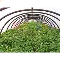 Универсальный укрывной материал для защиты растений